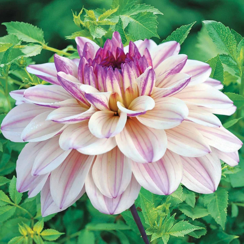 Dekorative Dahlien 'Flashback'