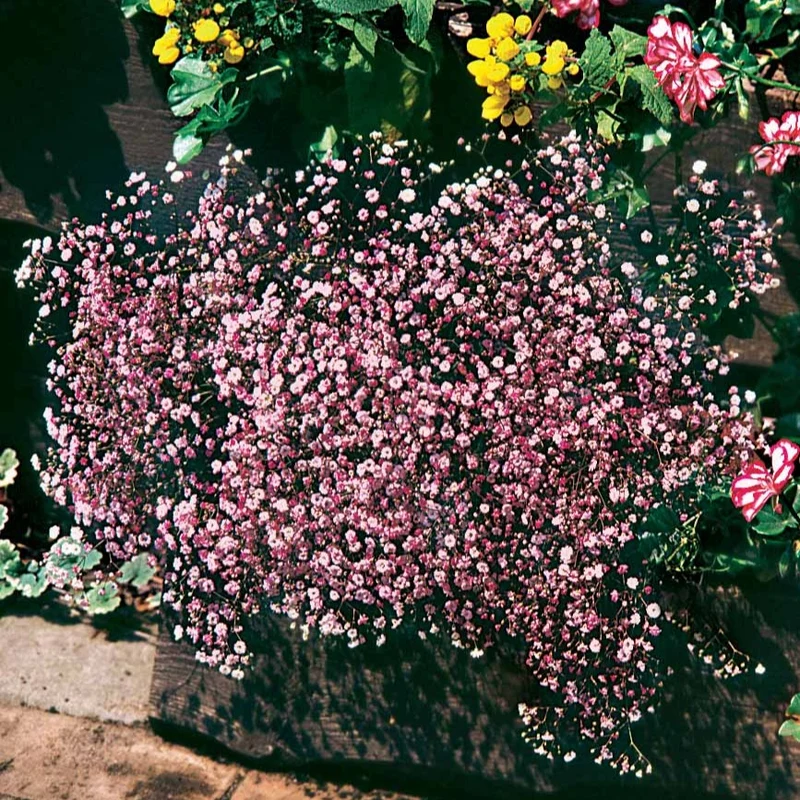 Schleierkraut rosa (x3)