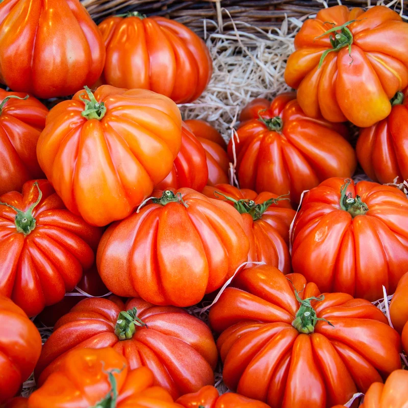 Tomate ‘Beefsteak’