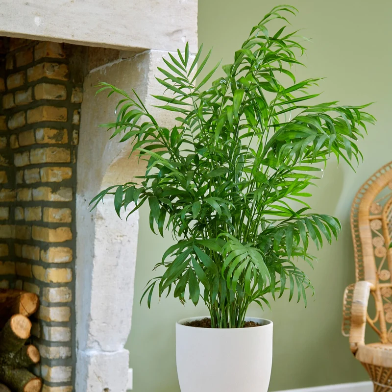 Bergpalme
