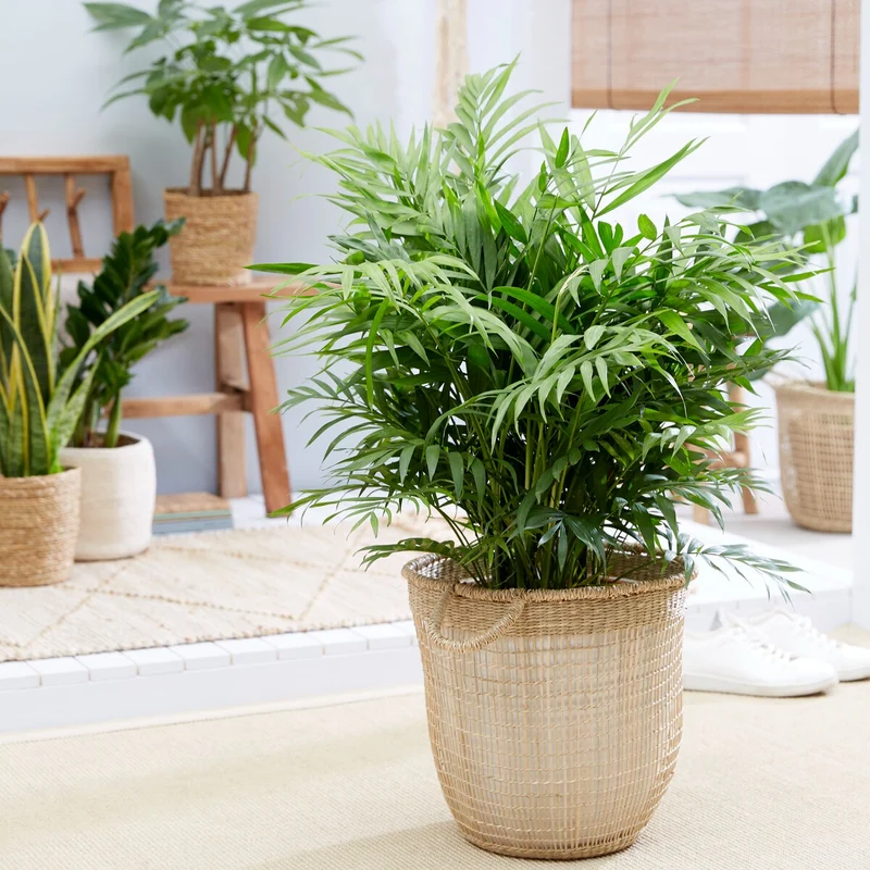 Bergpalme