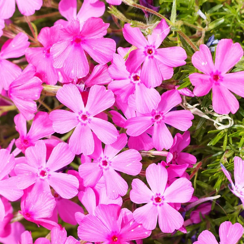 Polster-Phlox ‘McDaniel’s Cushion’ (x3)