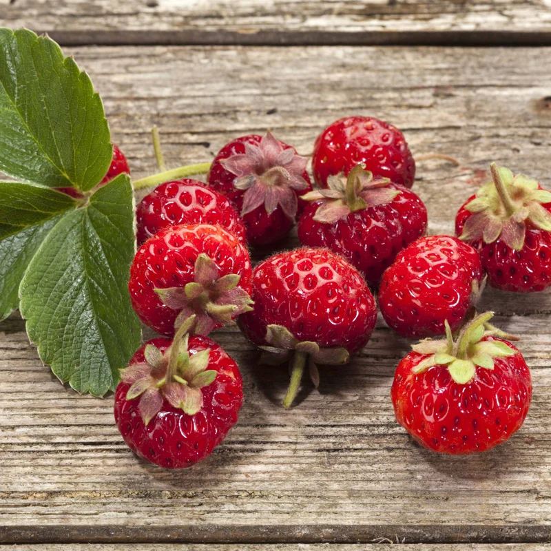 Erdbeeren-Kollektion 'Pineberry' & 'Framberry' (x4)