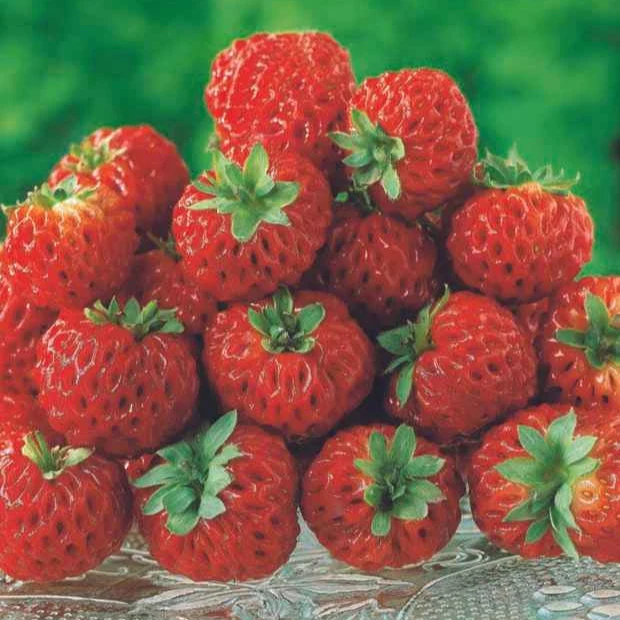 Erdbeeren-Kollektion 'Pineberry' & 'Framberry' (x4)