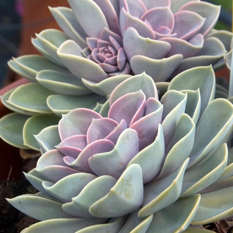 Echeverie ‘Perle von Nürnberg’