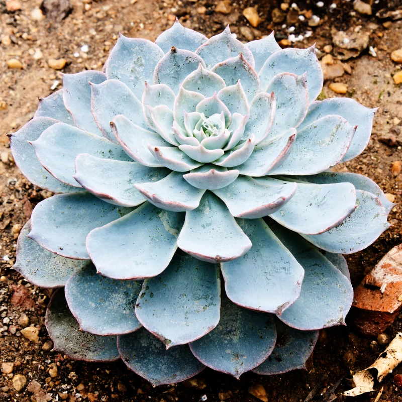 Echeverie ‘Perle von Nürnberg’