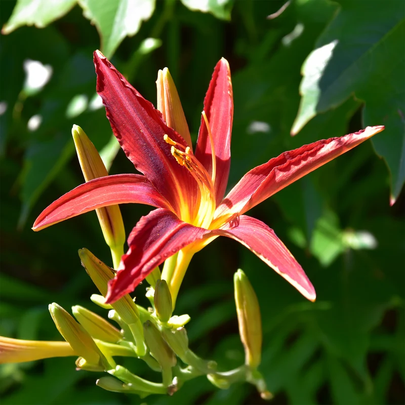 Taglilien ‘Crimson Pirate’ (x3)