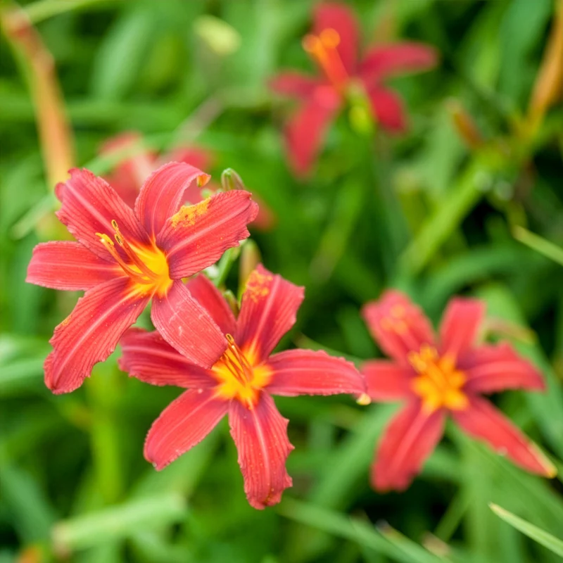 Taglilien ‘Crimson Pirate’ (x3)