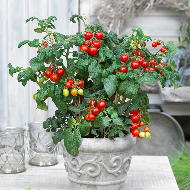 Cherrytomate ‘Heartbreaker Vita’ F1