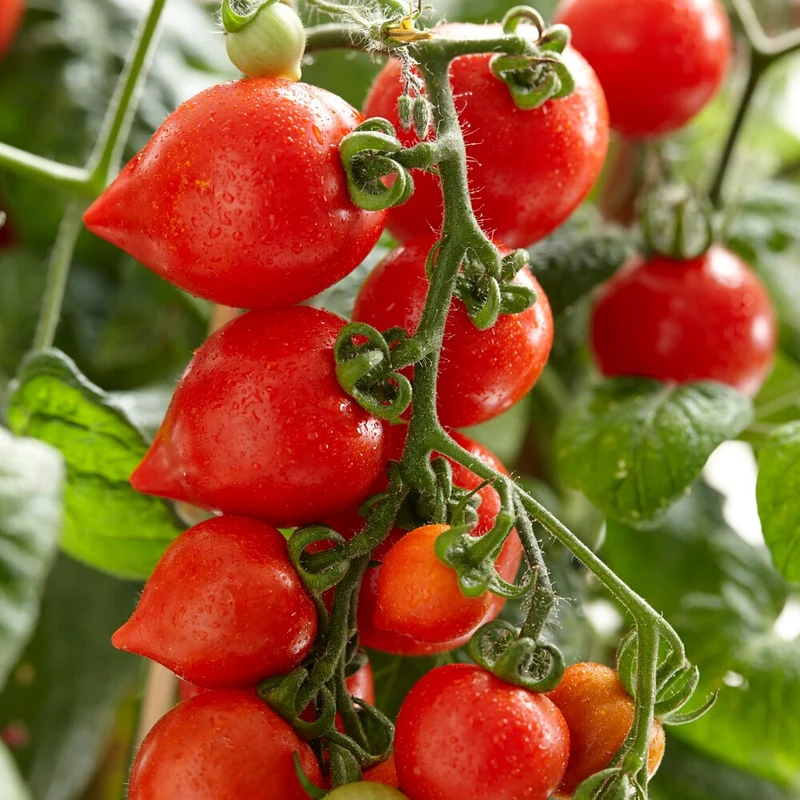 Cherrytomate ‘Heartbreaker Vita’ F1