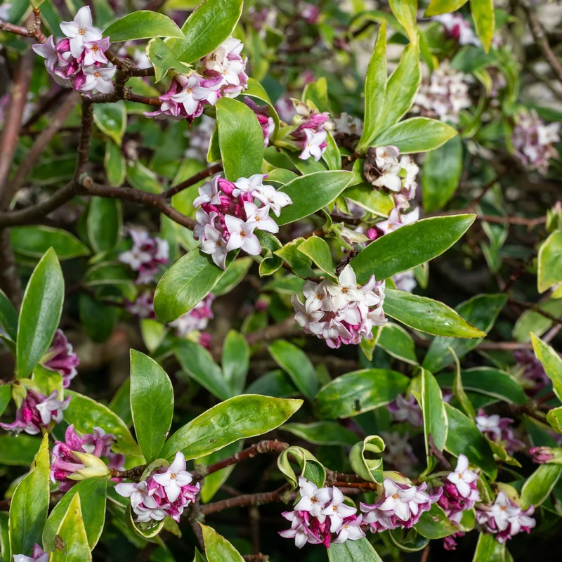 Seidelbast ‘Perfume Princess’®