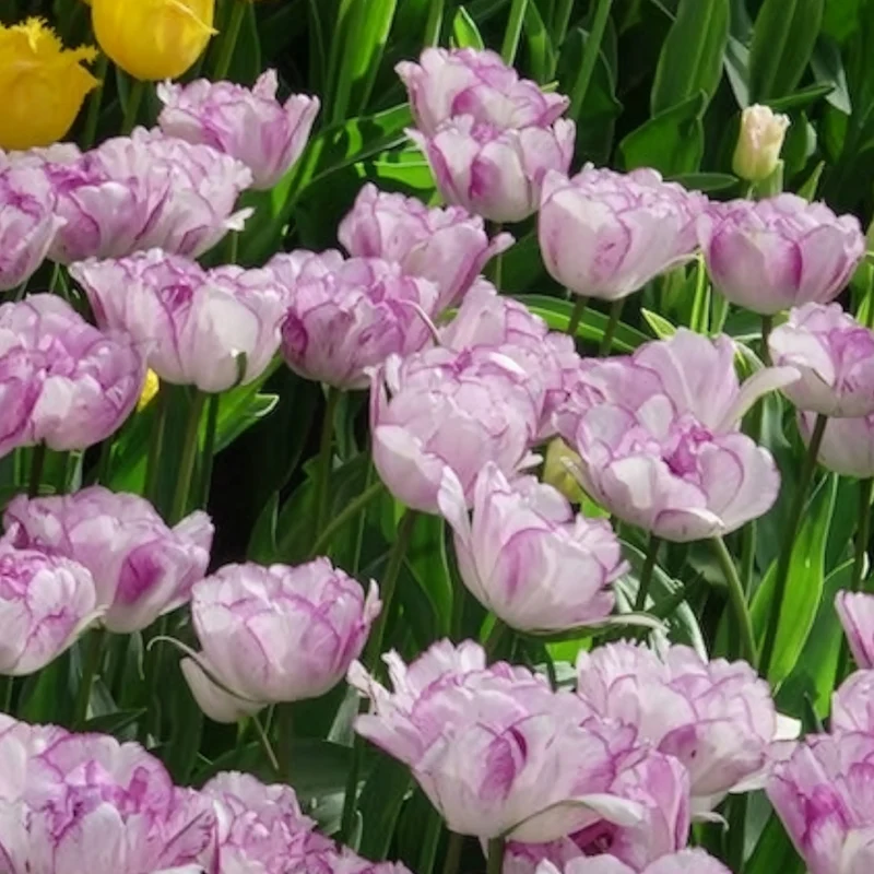 Pfingstrose Tulpe 'Shirley Double' (x5)