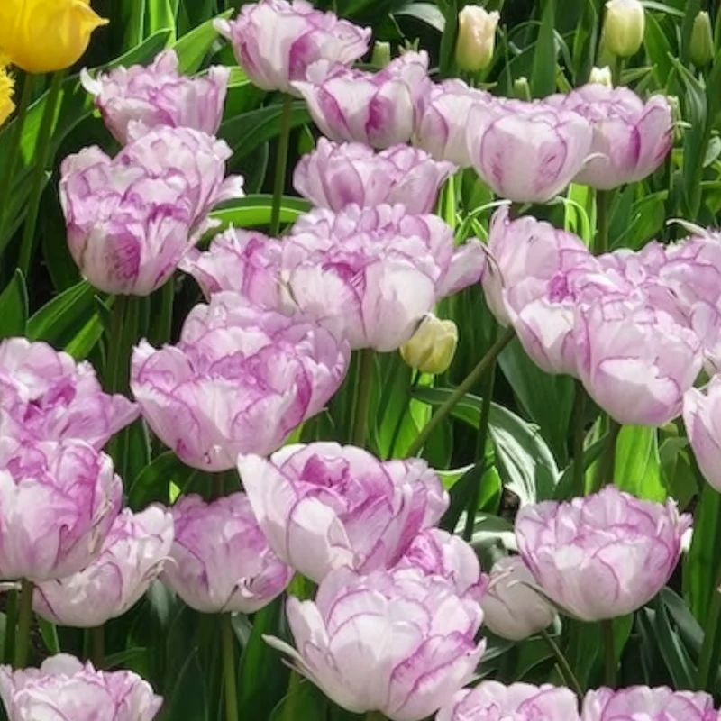 Pfingstrose Tulpe 'Shirley Double' (x5)