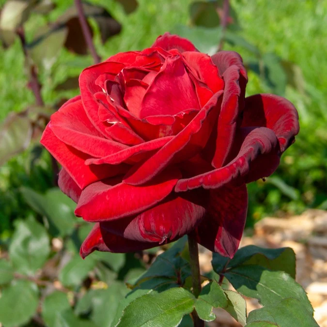 Strauchrose Mr. Lincoln
