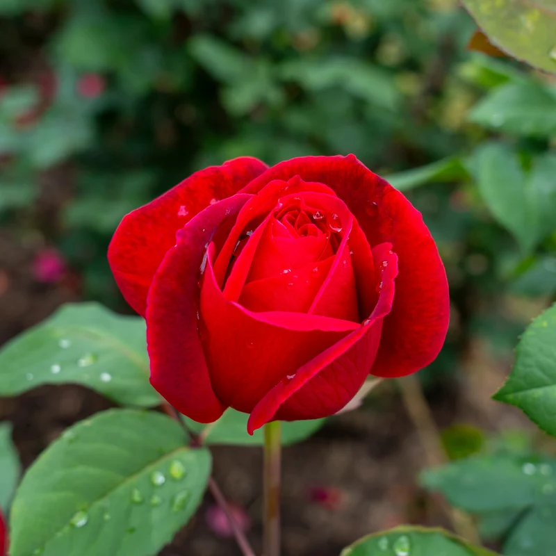 Strauchrose Mr. Lincoln
