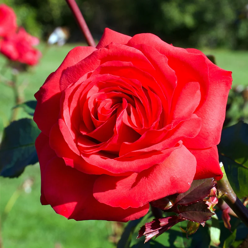 Strauchrose Mr. Lincoln