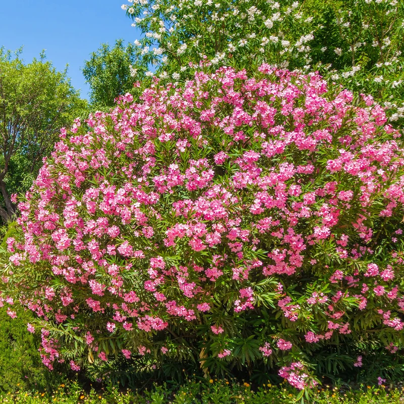 Oleander