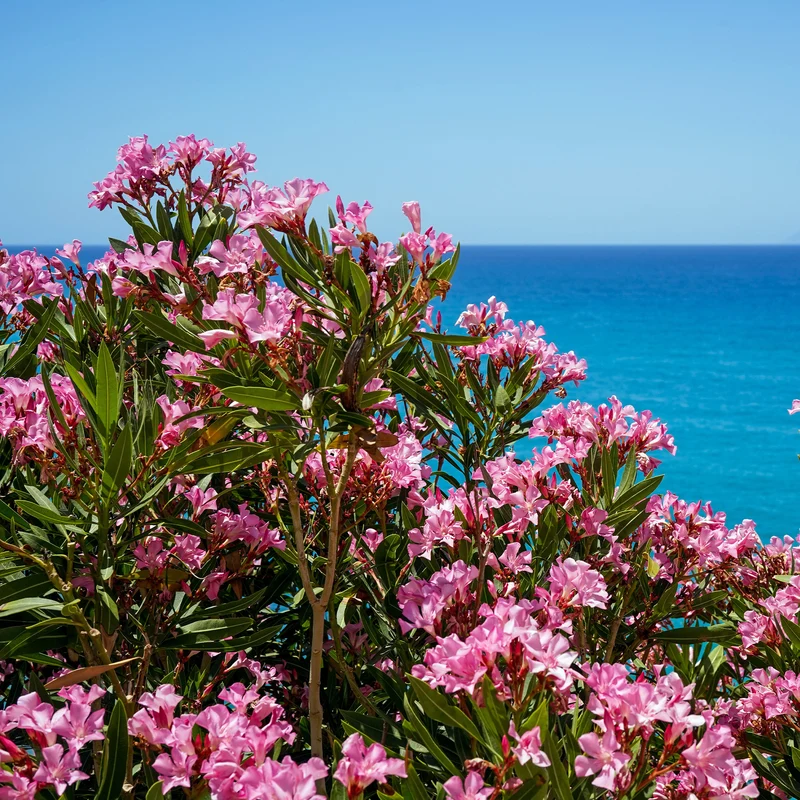 Oleander