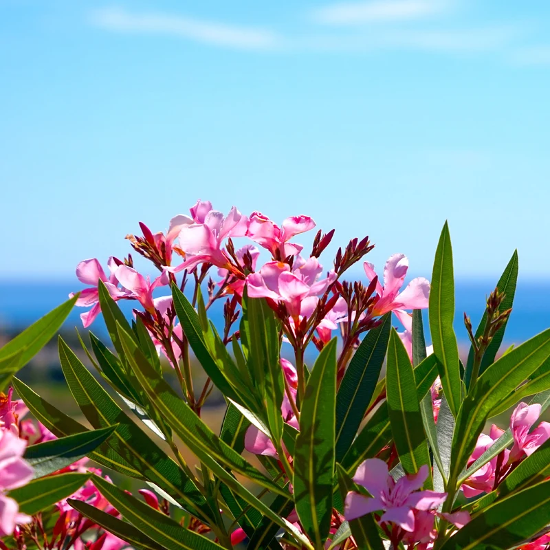 Oleander