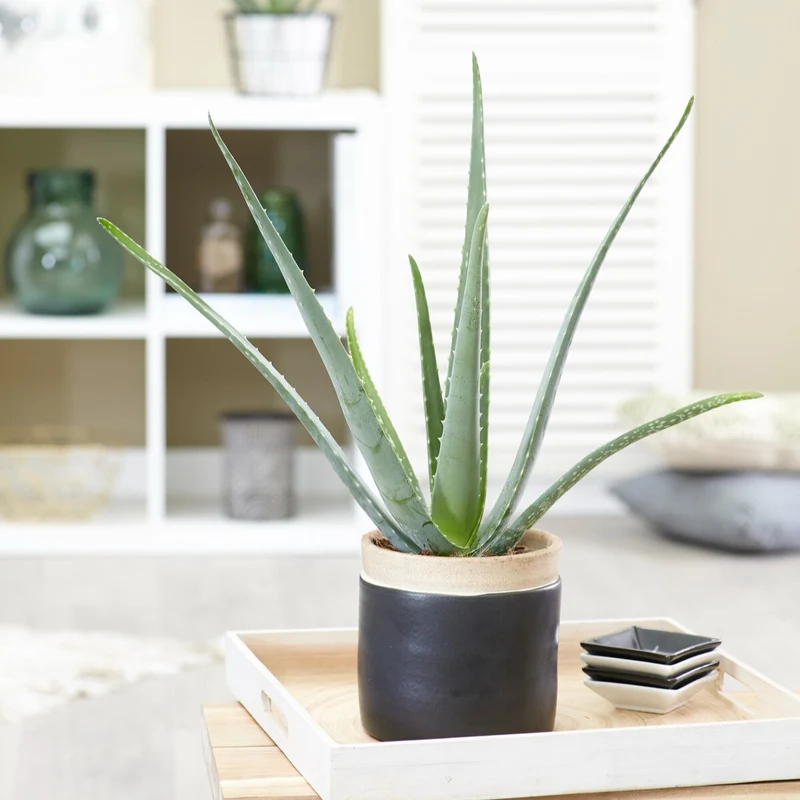 Aloe vera