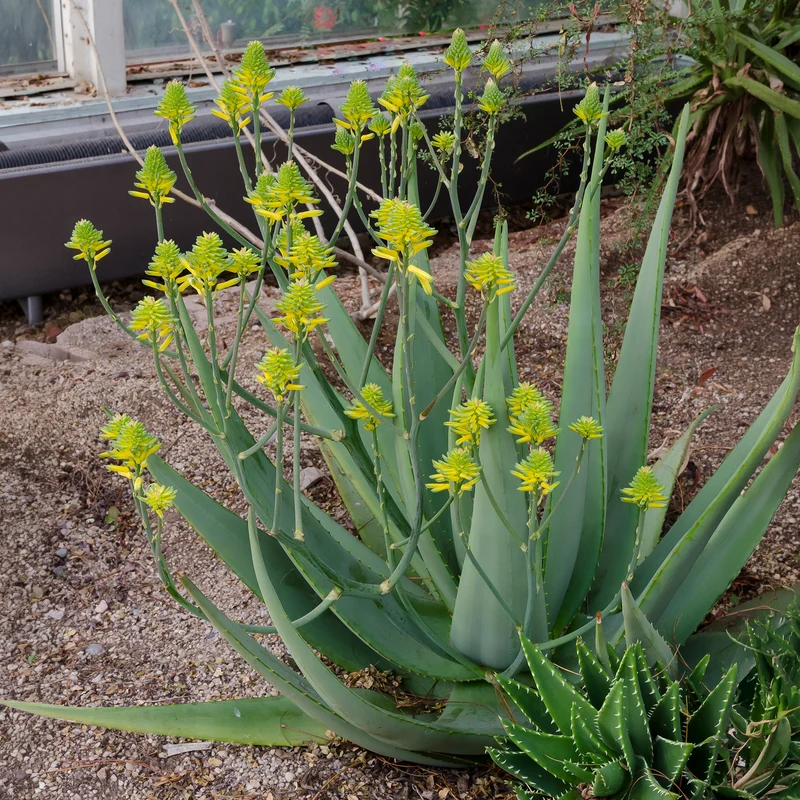 Aloe vera