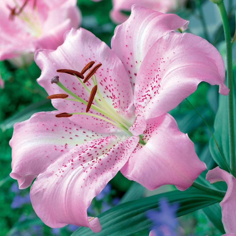 Orientalische Lilien Josephine (x3)