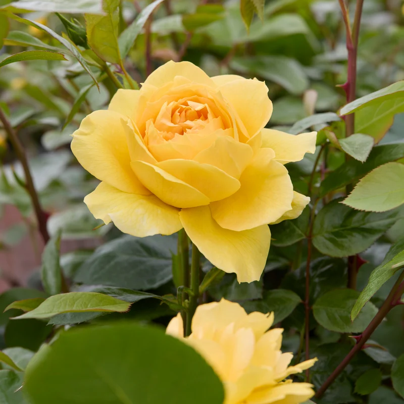 Inselrose Bahama ® Intercomham