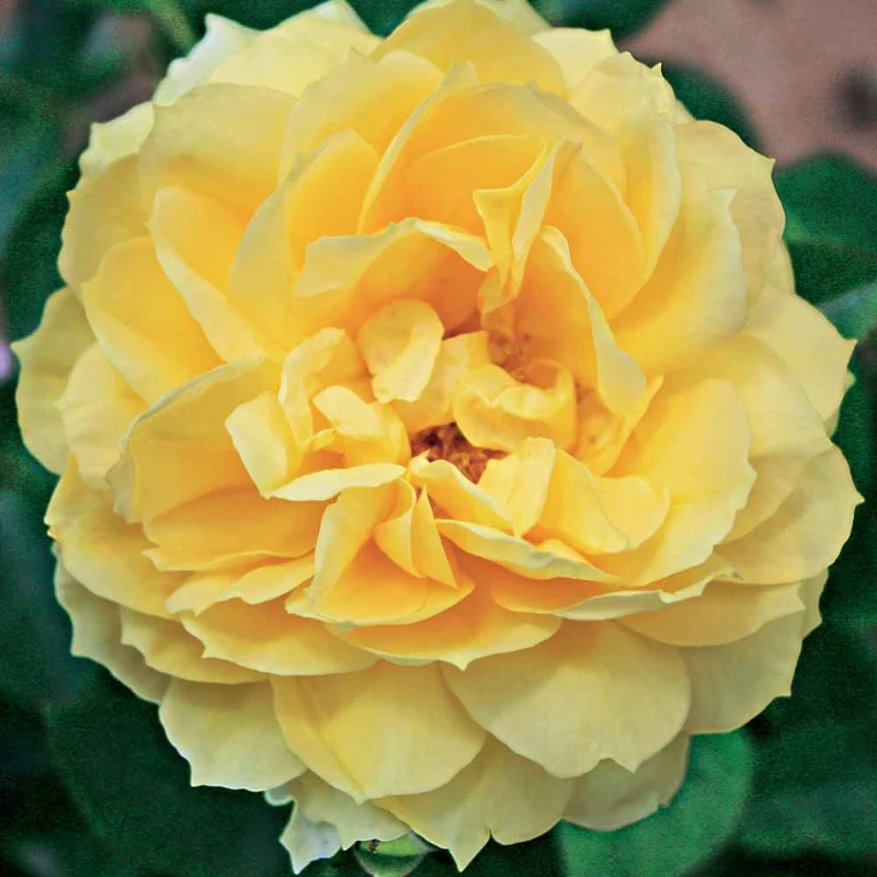 Inselrose Bahama ® Intercomham