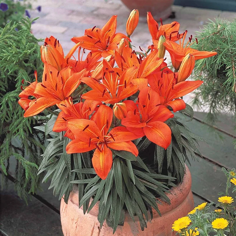 Lilien Orange (x3)