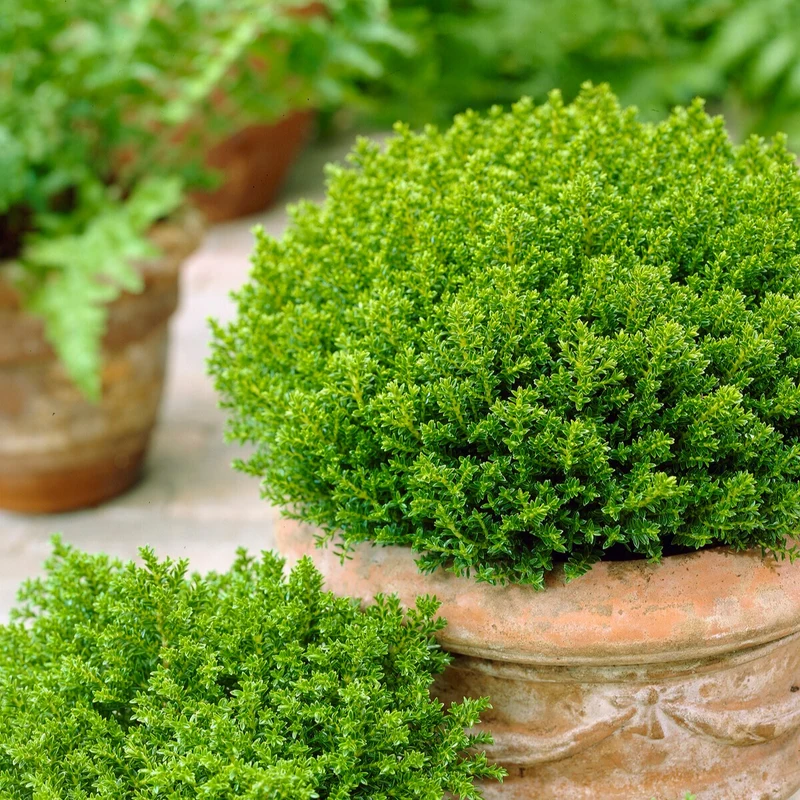 Strauch-Ehrenpreis ‘Emerald Green’