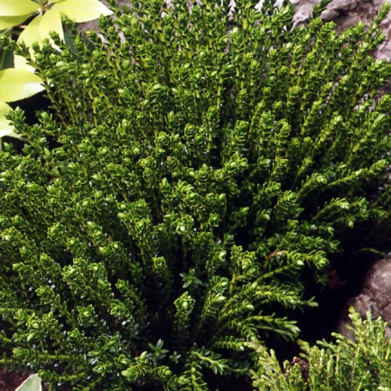 Strauch-Ehrenpreis ‘Emerald Green’