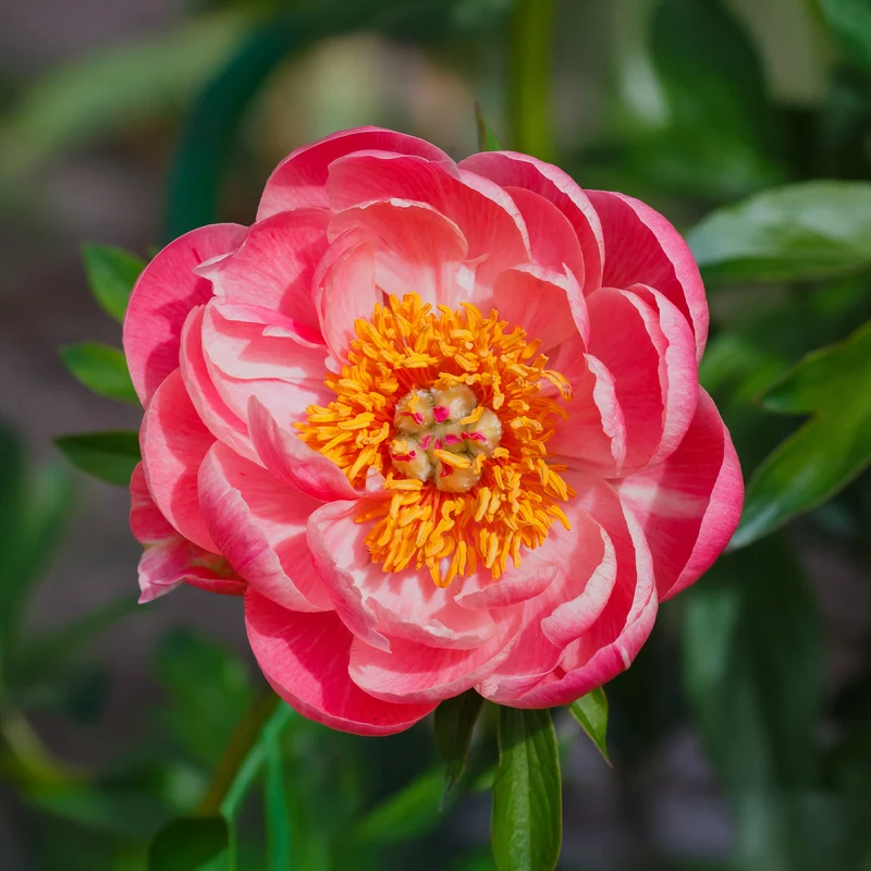 Pfingstrose Paeonia 'Coral Sunset'