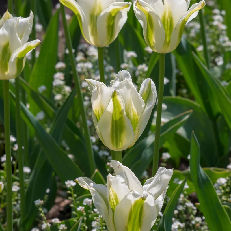 Lilienblütige Tulpe 'Greenstar' (x10)