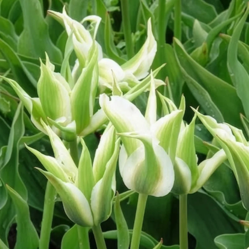 Lilienblütige Tulpe 'Greenstar' (x10)