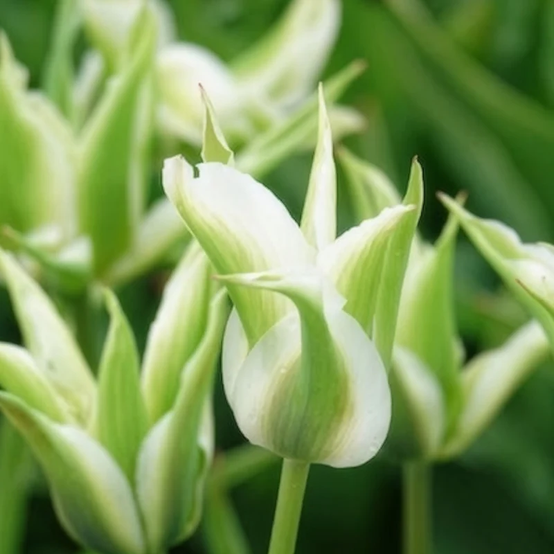 Lilienblütige Tulpe 'Greenstar' (x10)