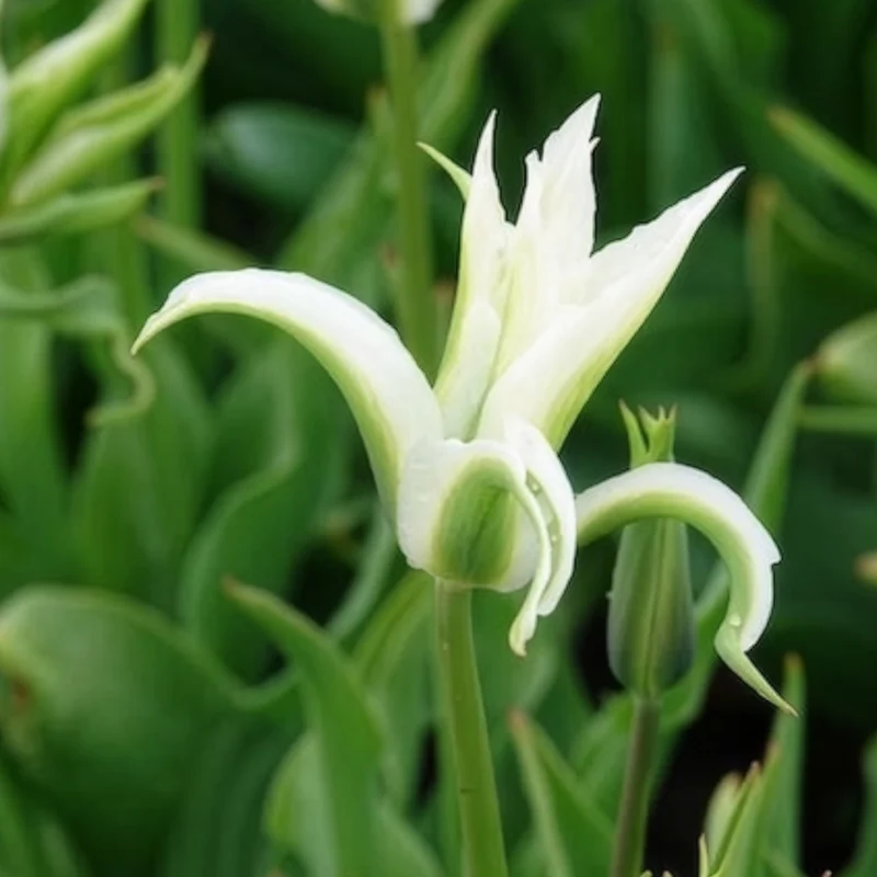 Lilienblütige Tulpe 'Greenstar' (x10)