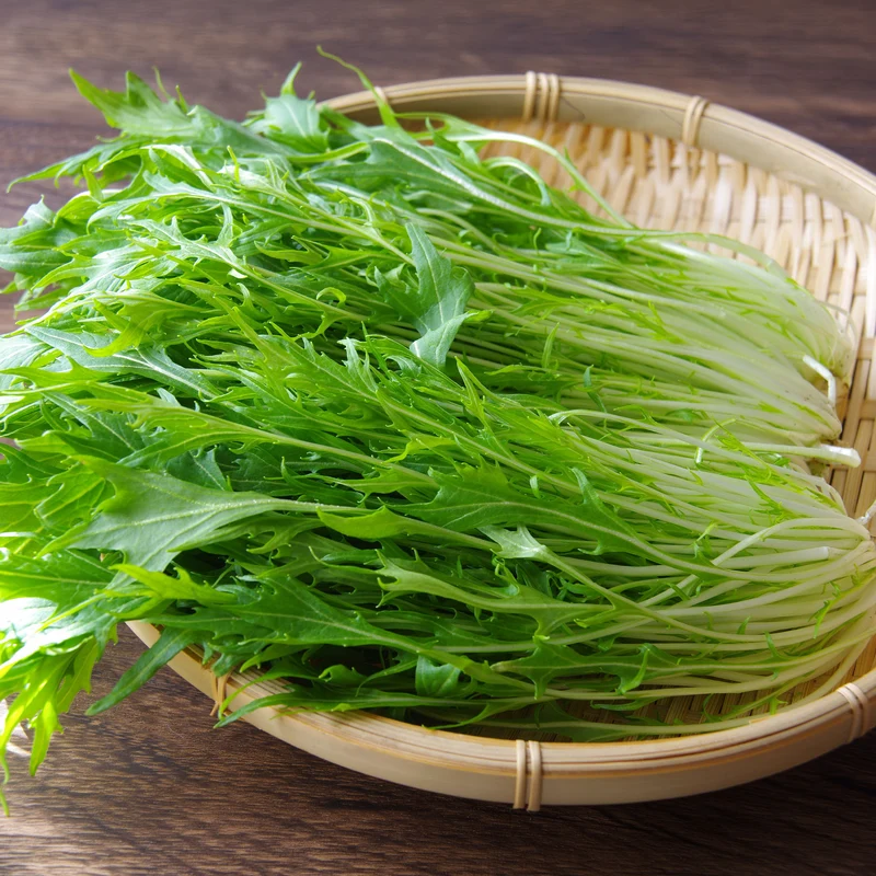 Japanischer Salatkohl Mizuna Bio