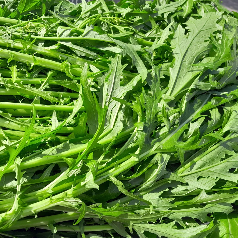 Japanischer Salatkohl Mizuna Bio