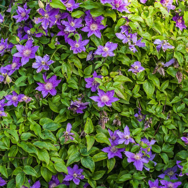 Bodendecker-Waldrebe ‘Arabella’