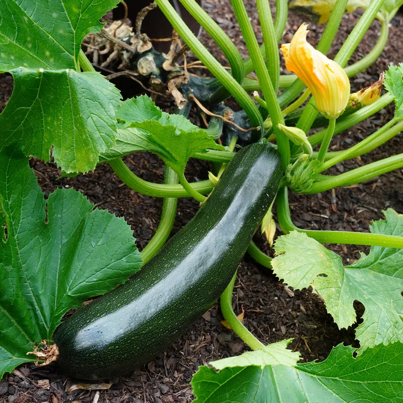 Zucchini Tarmino F1