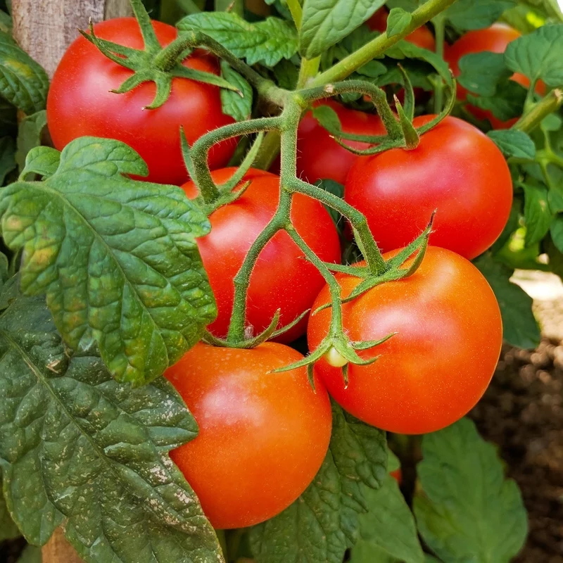 Tomatenpflanzen ‘Premio’ F1 (x3)