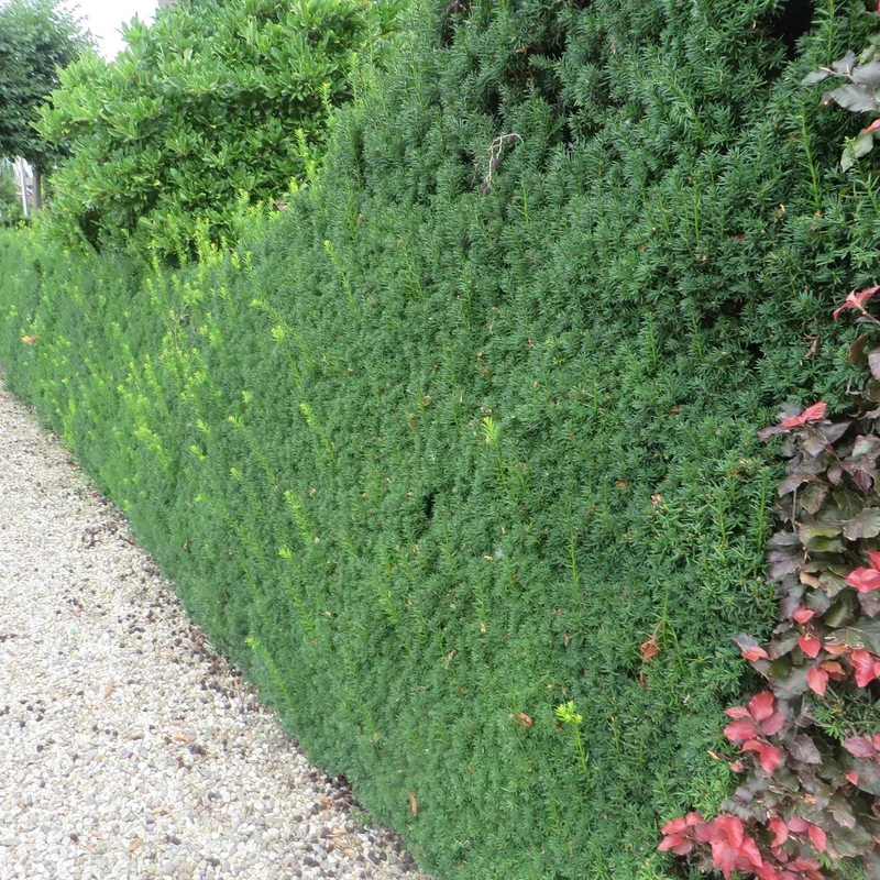 Taxus 'Hicksii'