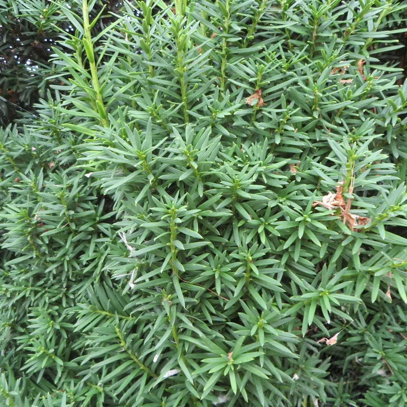 Taxus 'Hicksii'