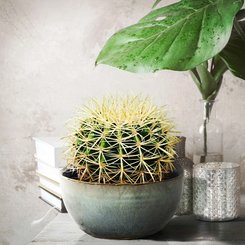 Schwiegermutterstuhl Echinocactus grusonii