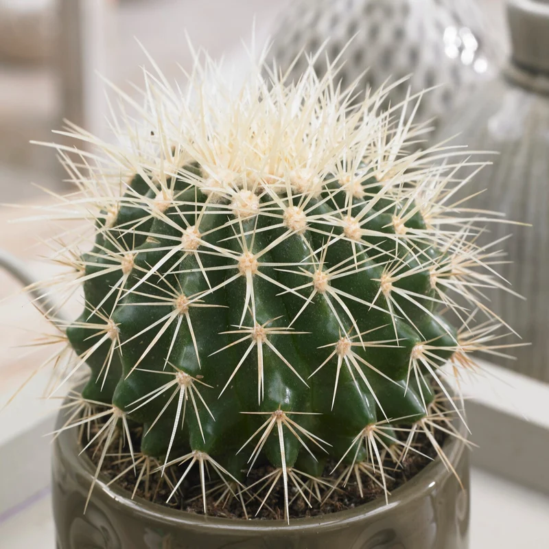 Schwiegermutterstuhl Echinocactus grusonii