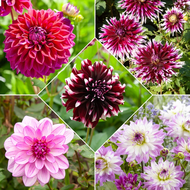 Große Dahlien Mischung (x5)