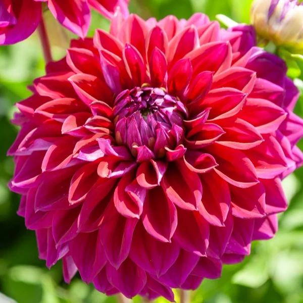 Große Dahlien Mischung (x5)