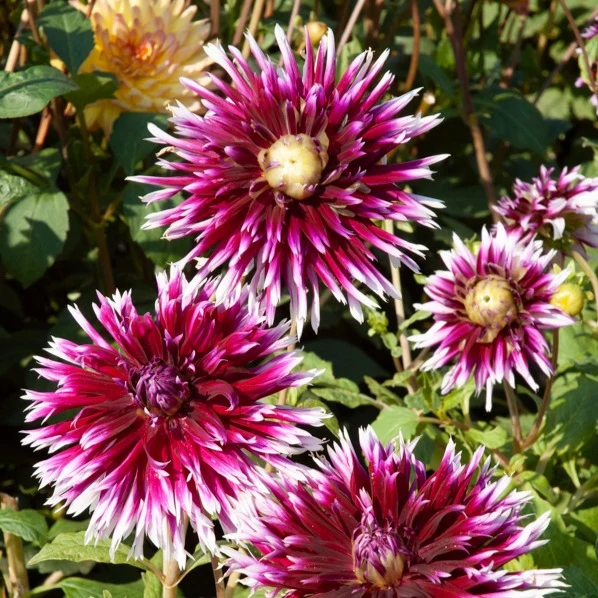 Große Dahlien Mischung (x5)