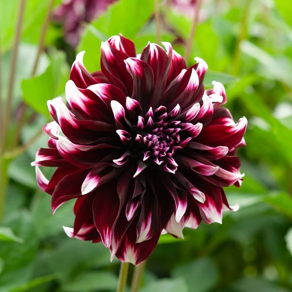 Große Dahlien Mischung (x5)