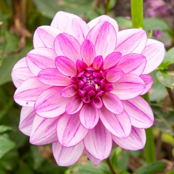 Große Dahlien Mischung (x5)